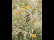 604 grass and poppies.jpg