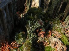 light_on_lichens.jpg