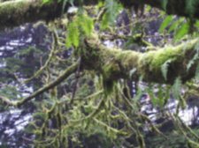 320 mossy branch.jpg