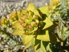 euphorbia mertonensis.jpg
