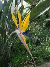 strelitzia.jpg