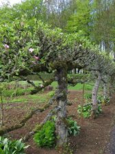 espalier.jpg