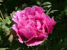 tree peony.jpg