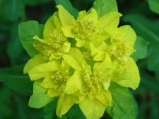 euphorbia polychroma.jpg