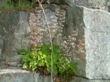 heuchera.jpg