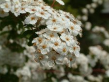 spirea.jpg