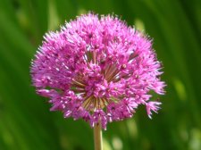 alium 2003 05 26.jpg