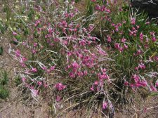 dierama_sp.jpg