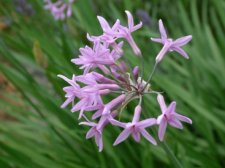 Tulbaghia Ludwigiana  July 03.jpg