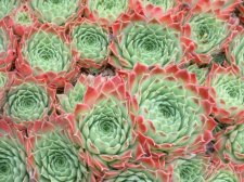 Sempervivum Calcareum  July 03.jpg