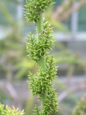 Colletia Ulicinia  July 03.jpg