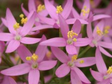 Centourium Linariifolium  July 03.jpg