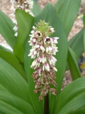 Eucomia Humilis   July 03.jpg