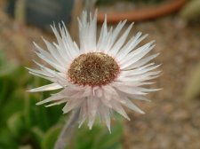 Helichrysum Ecklonis  July 03.jpg
