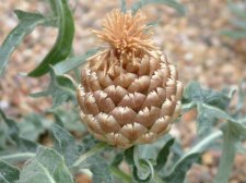 Leuzea Conifera July 03.jpg