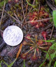 Drosera_brev.jpg