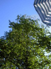 Tree2.jpg