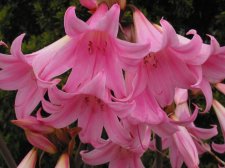 amaryllis.jpg