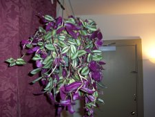 100_1414.JPG