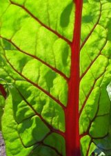 beta vulgaris.jpg