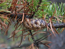 pinus_banksiana.jpg