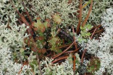 lichen.jpg