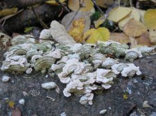 fungi1.jpg