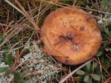 fungi2.jpg