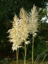 Pampas Grass.jpg