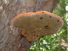 Unknown Fungus.jpg
