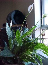 plant2.JPG