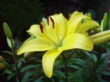 dsc07228.jpg