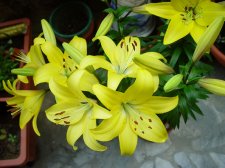 dsc07285.jpg