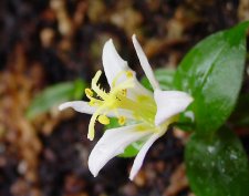 Tricyrtis10.jpg