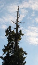 eagle_tree.jpg