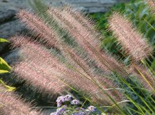 Pennisetum.jpg
