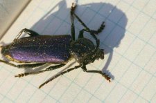 barkbeetle 5.JPG