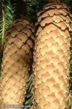 Picea_01_01.jpg