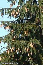 Picea_01_02.jpg