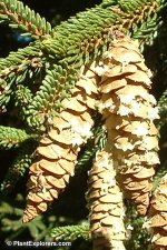Picea_02_01.jpg