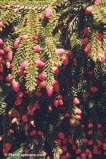 Picea_02_02.jpg