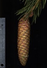Picea smithiana cone.jpg