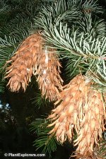 Pseudotsuga_menziesii_var._glauca_001.jpg