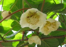 actinidia chinensis (female).jpg
