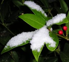 skimmiaundersnow.JPG