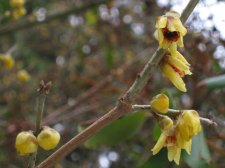 chimonanthus_prae.jpg