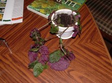 DSCF0056.JPG