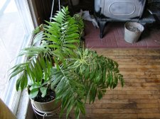 Plant.jpg