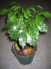 Plant1.jpg