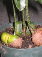 Plant2.jpg